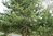 Pinus virginiana 10-20 cm