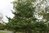 Pinus virginiana 10-20 cm