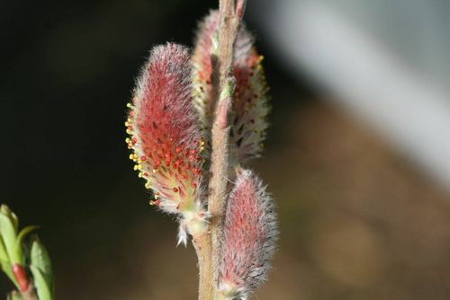 Salix gracilistyla 'Mount Aso' 30-40 cm