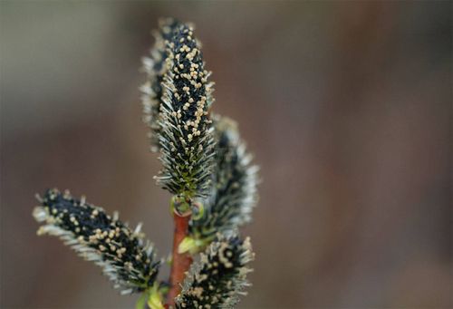 Salix gracilistyla 'Melanostachys' 30-40 cm
