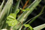 Rubus lambertianus 60-100 cm