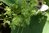 Lygodium japonicum 0-60 cm