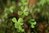 Marsilea quadrifolia 0-15 cm