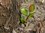 Arbutus unedo 'Rubra' 10-30 cm