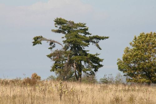 Pinus pungens 10–20 cm