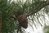 Pinus pungens 10–20 cm