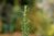 Adenocarpus decorticans