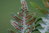Polypodium cambricum