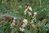Astragalus lusitanicus 0-20 cm