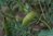 Astragalus lusitanicus 0-20 cm