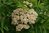 Sorbus americana 10-20 cm