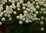 Sorbus americana 30-40 cm
