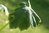 Begonia emeiensis 0-30 cm