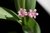 Polygonatum roseum