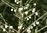 Hymenanthera crassifolia 10–20 cm
