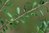 Hymenanthera crassifolia 10–20 cm