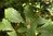 Quercus montana 10-20 cm