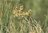 Ephedra fragilis 10-20 cm