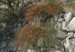 Ephedra fragilis 10-20 cm