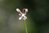 Tulbaghia leucantha 0-10 cm