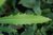 Lomatia myricoides 40-60 cm