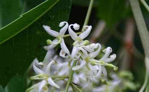 Lomatia myricoides