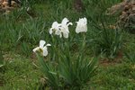 Iris albicans 0-20 cm