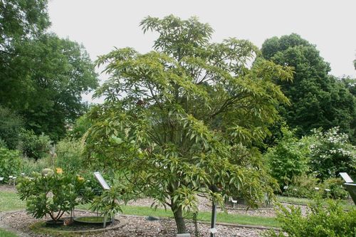 Trochodendron araliodes 20-30 cm