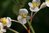 Begonia sinensis 'Snow Pop' 0-30 cm