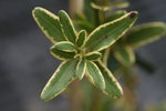Eucryphia lucida 'Gilt Edge' 30-40 cm