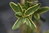 Eucryphia lucida 'Gilt Edge' 30-40 cm