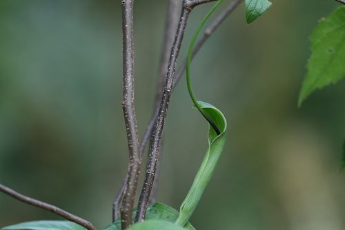 Pinellia ternata 0–20 cm