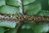 Dryopteris affinis 'Polydaktyla'