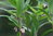 Polygonatum stewartianum 0-30 cm