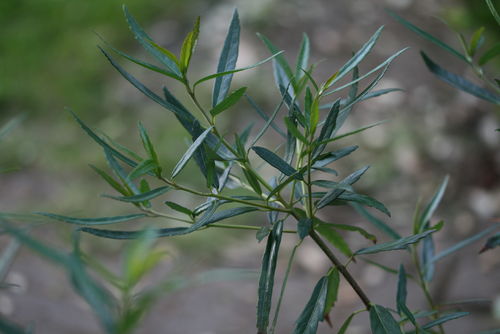 Crinodendron hookerianum 40-50 cm