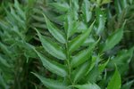Cyrtomium macrophyllum 10-20 cm