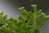 Selaginella kraussiana 05-10 cm