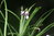 Ophiopogon bodinieri 05-10 cm