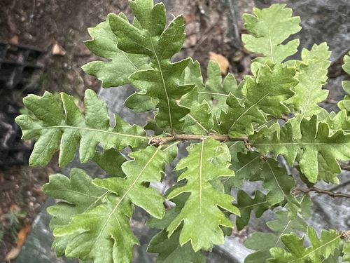 Quercus cerris 'Incisa' 20-40 cm