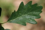 Quercus petraea 20-40 cm