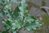 Olearia macrodonta 10-20 cm